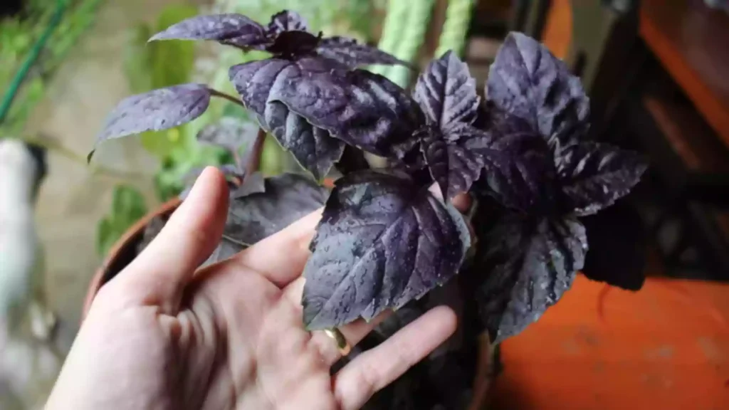Hierbas Medicinales dentro del Vigor Solar 4 una mano de mujer sosteniendo una hoja de albahaca morada
