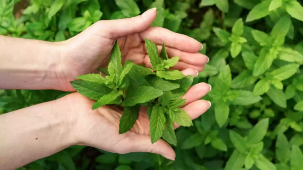 Hierbas Medicinales dentro del Vigor Solar 5 varias hojas de hierbabuena sostenidas por las manos de una mujer