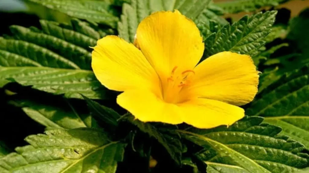 Los Beneficios de La Damiana: Una Hierba Afrodisíaca que Mejorará tu Salud en todos los Ámbitos 3 beneficios de la damiana 02