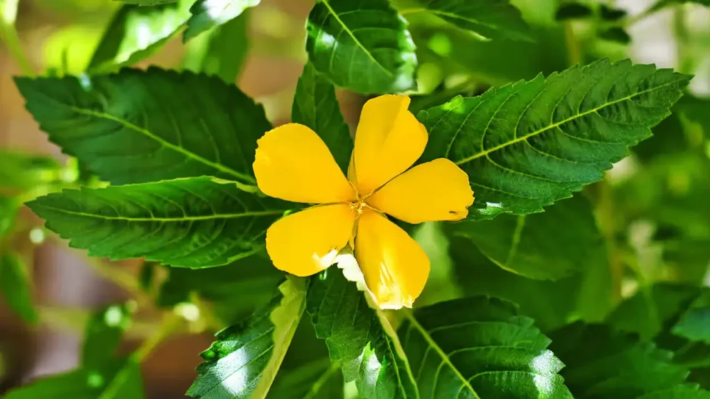 Los Beneficios de La Damiana: Una Hierba Afrodisíaca que Mejorará tu Salud en todos los Ámbitos 10 beneficios de la damiana 09