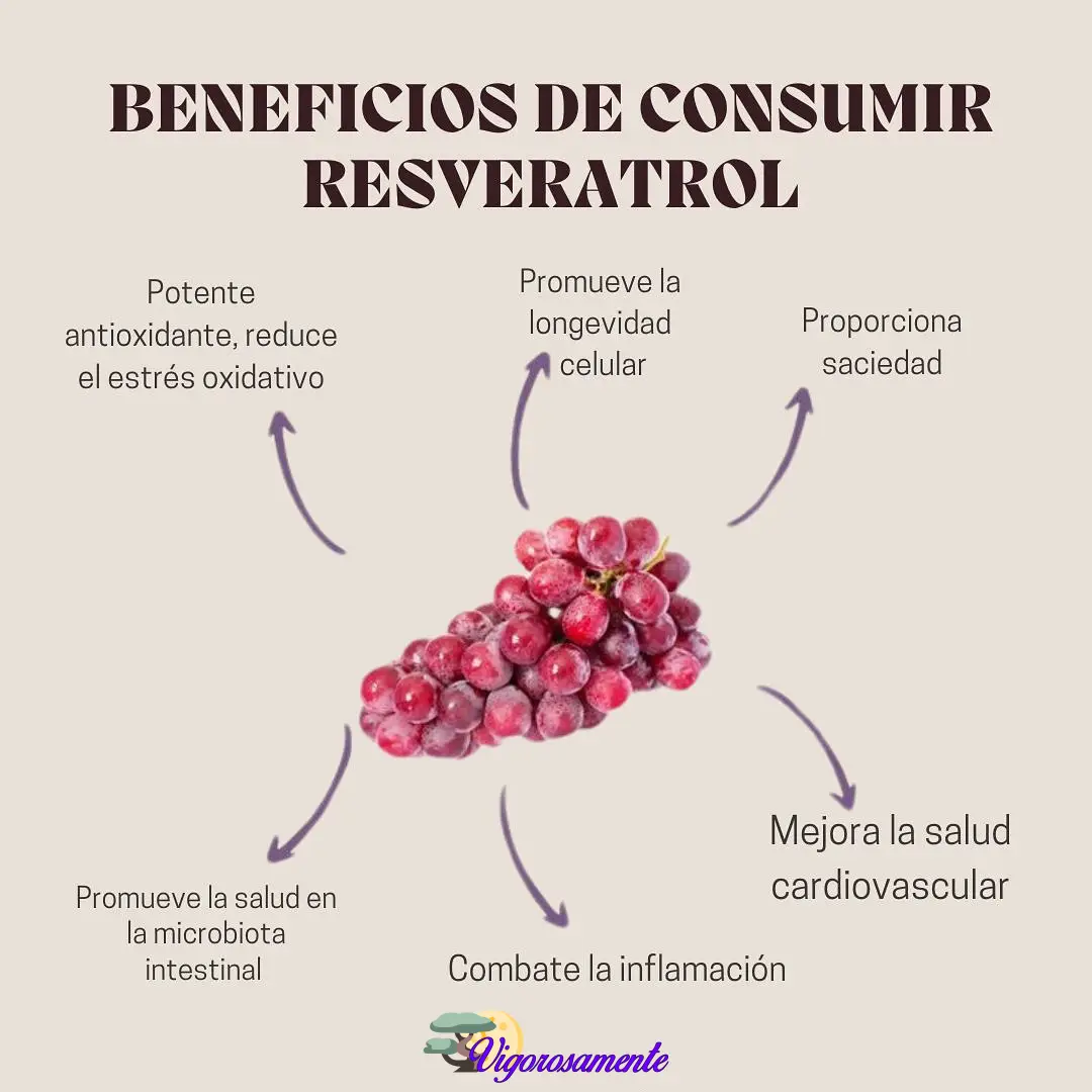 Resveraplant | Trans Resveratrol 500mg 4 Resveraplant | Trans Resveratrol 500mg - Imagen 4
