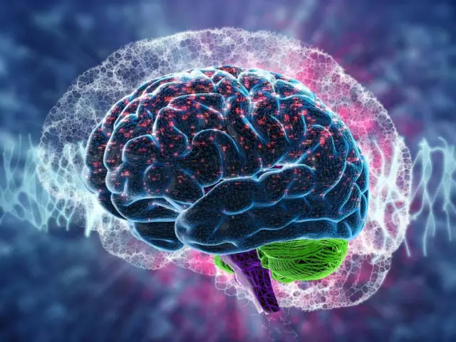 ginseng-siberiano-cansancio-mental-05 ginseng siberiano cansancio mental